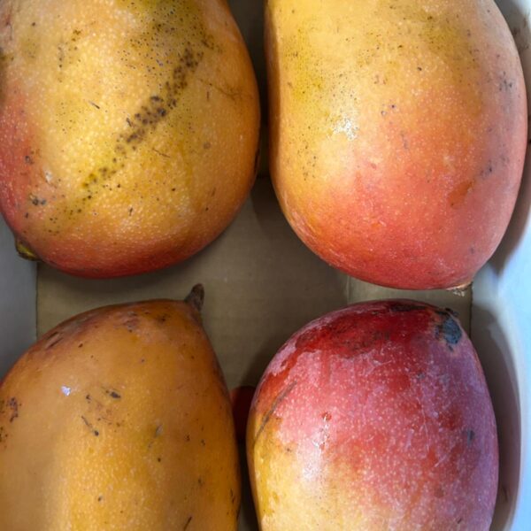 mango