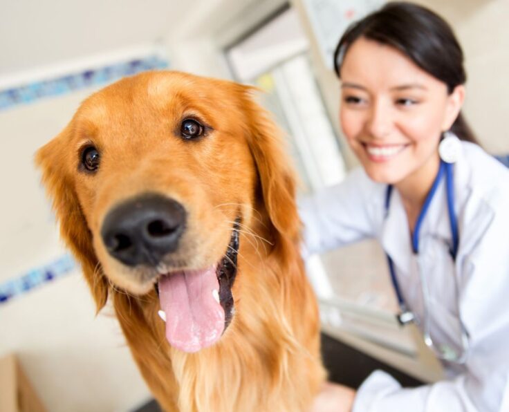 medicina-veterinaria1